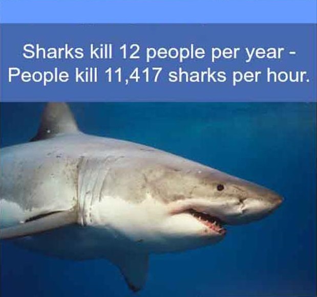 fun facts about the tiger shark - Sharks kill 12 people per year People kill 11,417 sharks per hour.