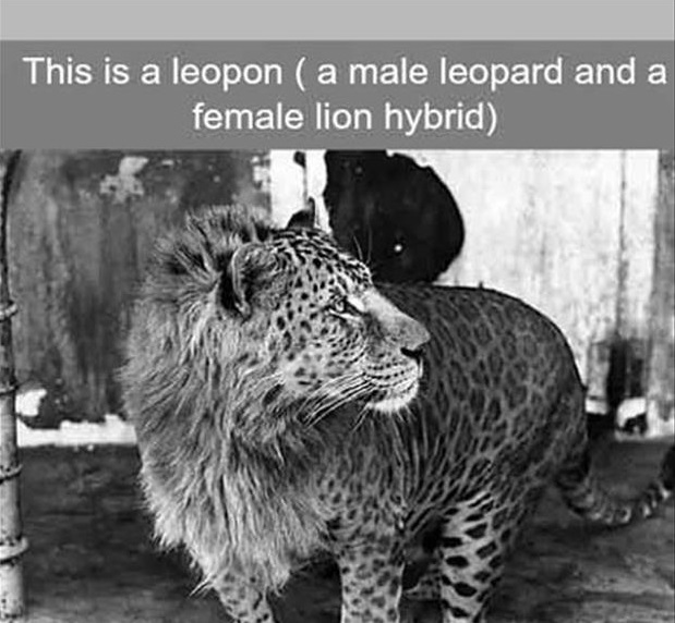 leopard and lion hybrid - This is a leopon a male leopard and a female lion hybrid