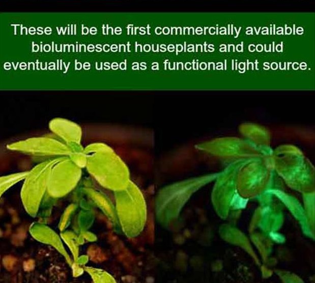 luminescent plants - These will be the first commercially available bioluminescent houseplants and could eventually be used as a functional light source