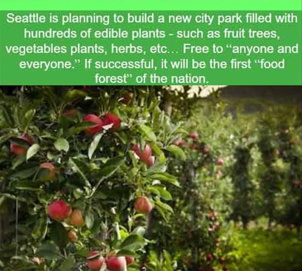 food in forest - Seattle is planning to build a new city park filled with hundreds of edible plants such as fruit trees, vegetables plants, herbs, etc... Free to "anyone and everyone." If successful, it will be the first food forest of the nation.
