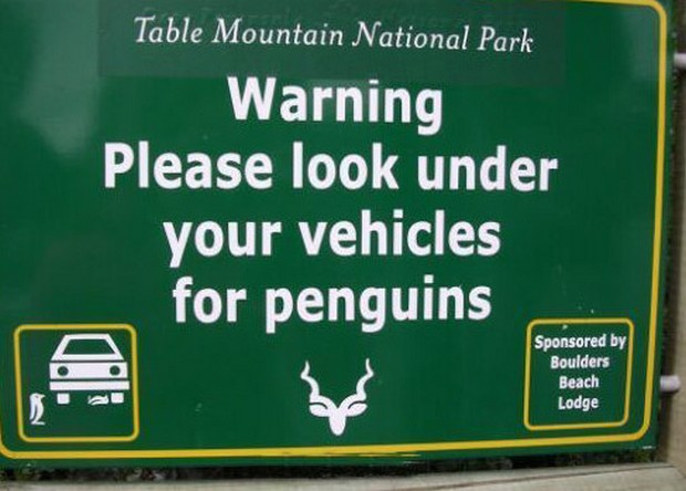 boulders beach, watch out for penguins sign - Table Mountain National Park Warning Please look under your vehicles for penguins Sponsored by Boulders Beach Lodge