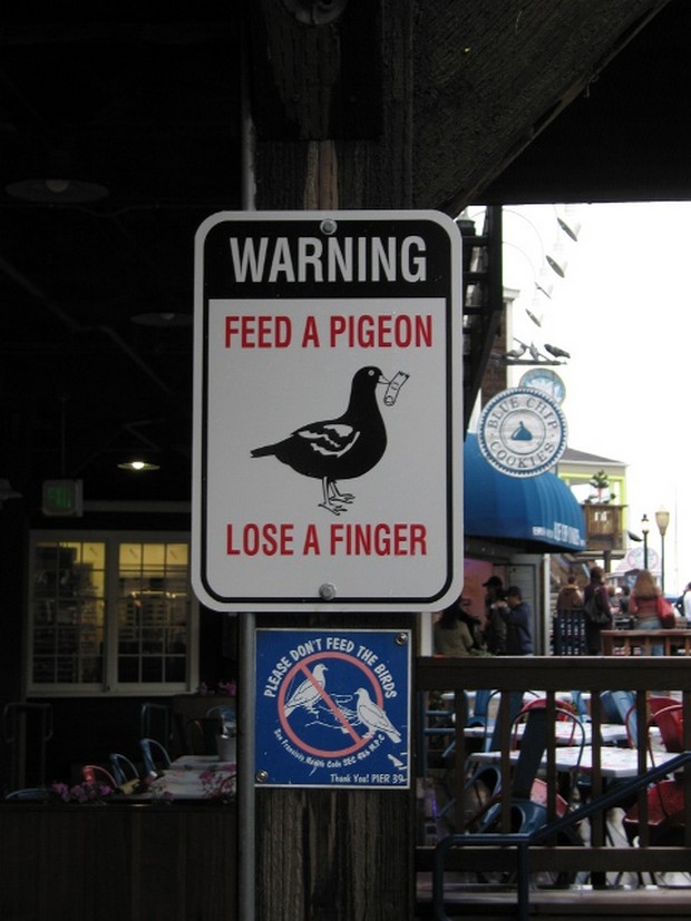 feed a pigeon lose a finger - Warning Feed A Pigeon Lose A Finger T Feed To Please Do She Birds Cade Thank You! Pier 39