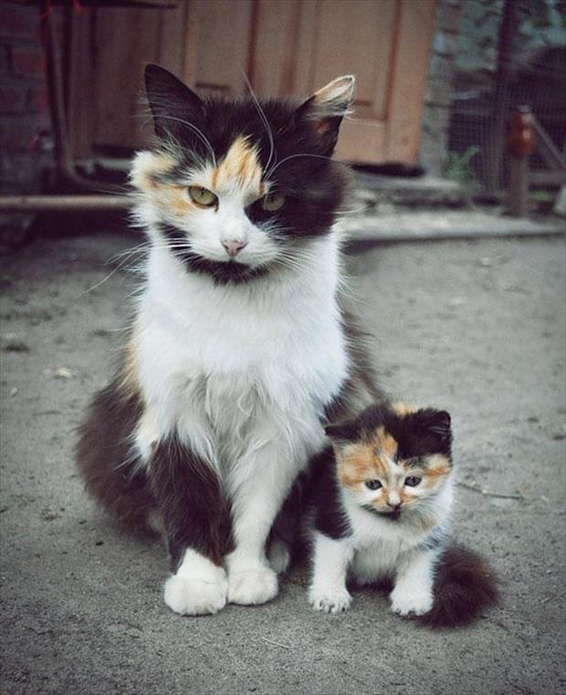25 animals with a cute mini me