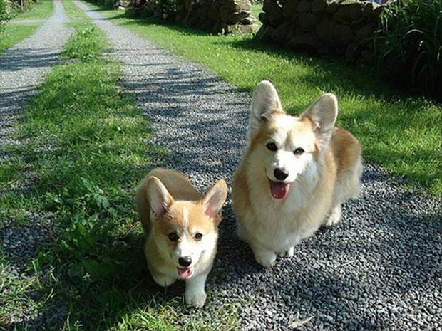 25 animals with a cute mini me