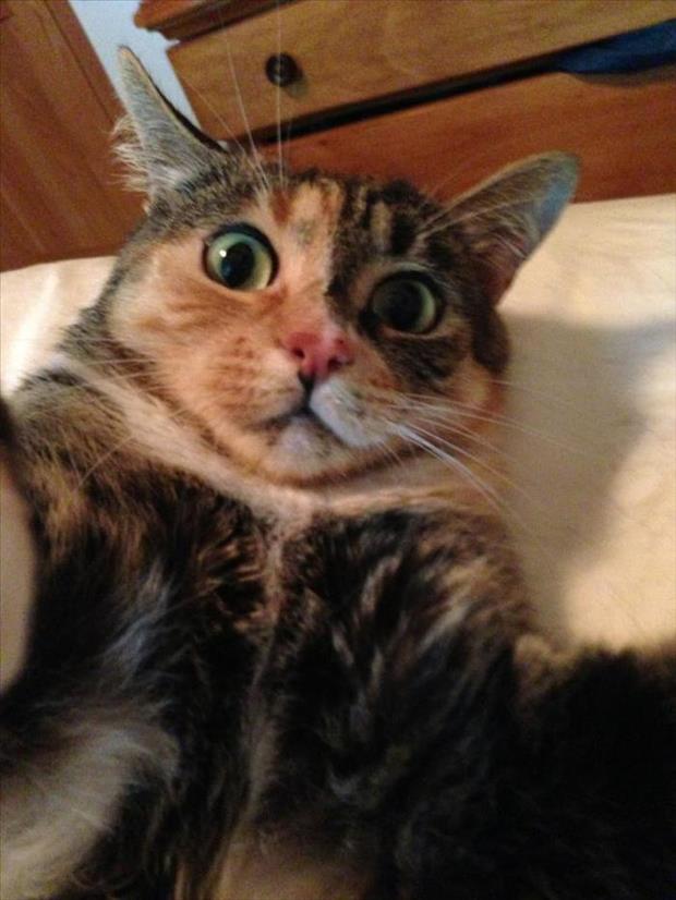 If cats took selfies - Gallery | eBaum's World