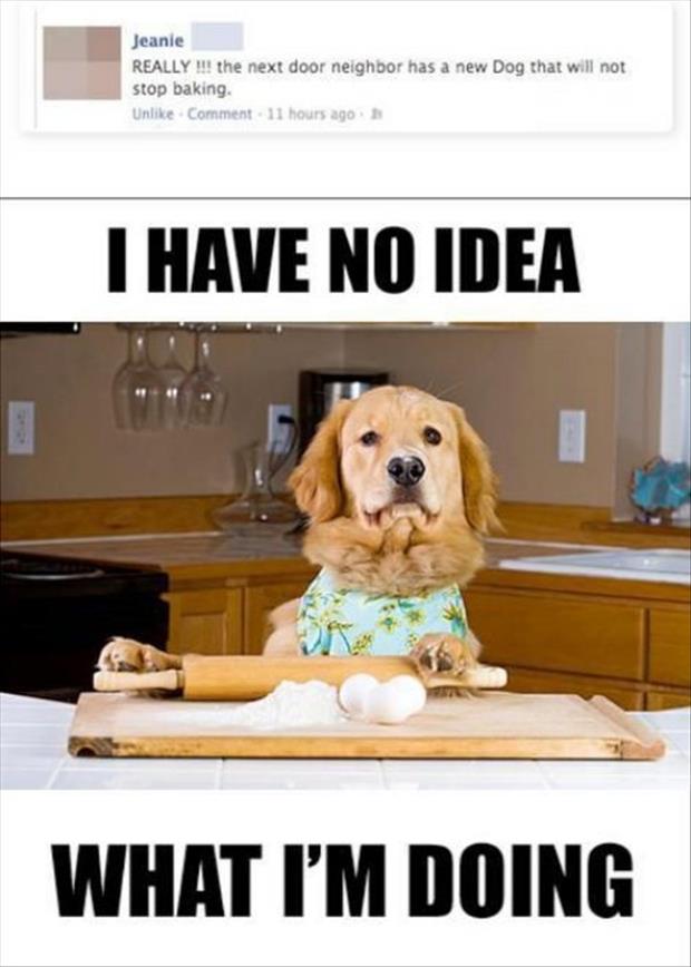 have no idea what i m doing dog baking - Jeanie Really !!! the next door neighbor has a new Dog that will not stop baking Un Comment. 11 hours ago I Have No Idea What I'M Doing