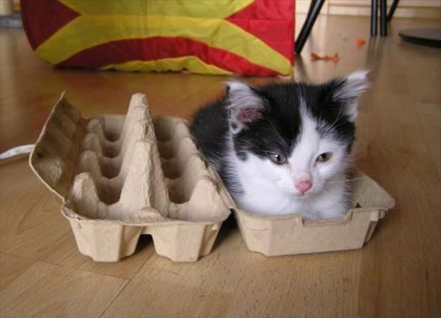 If It Fits...Cats Will Sit