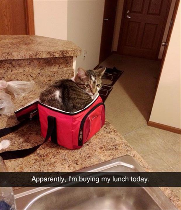 If It Fits...Cats Will Sit