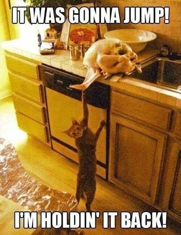 Animals caught red handed
