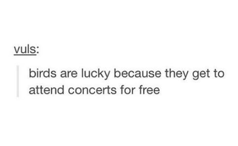 tumblr - double text me quotes - vuls birds are lucky because they get to attend concerts for free