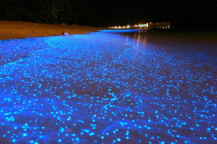 The Maldives - The bioluminescent phytoplankton lighting the sand turn an already beautiful beach into a must see spectacle.