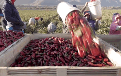 Just one company, Underwood Ranches in Camarillo, California, grows the chiles used to make Sriracha. And Huy Fong Foods only buys from them. Above, workers dump hand-picked chiles into crates for processing.