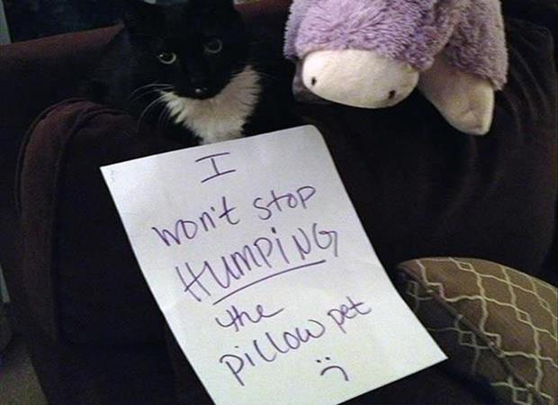 Cat shaming