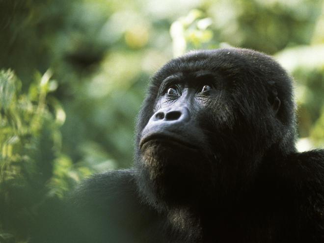 Gorilla - This endangered species has been traditionally eaten in some African cultures, even to this day.