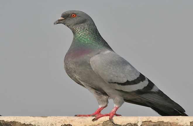 Pigeon - Their meat is said to be mild and tender, making Pigeon a much sought after dish in France.