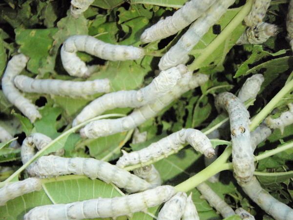 Silkworm - Said to have a bitter taste, these worms are typically fried and when you bite them, their juices POP out!