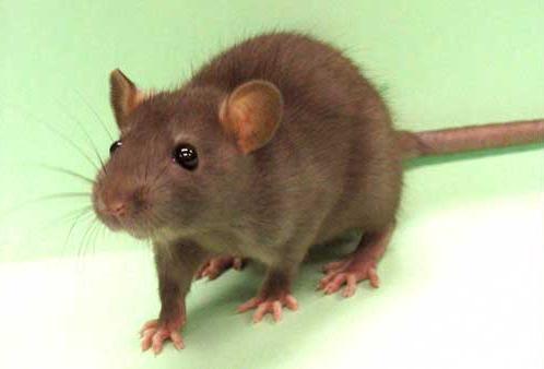 Rat - Eating this rodent would actually give you a big boost of protein.