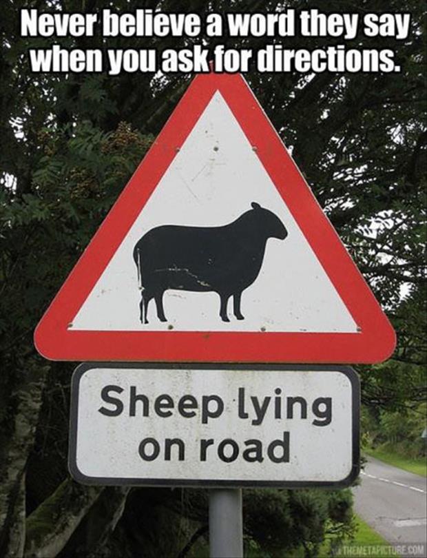 pun funny sheep ireland - Never believe a word they say when you ask for directions. Sheep lying on road Thenetapicture.Com