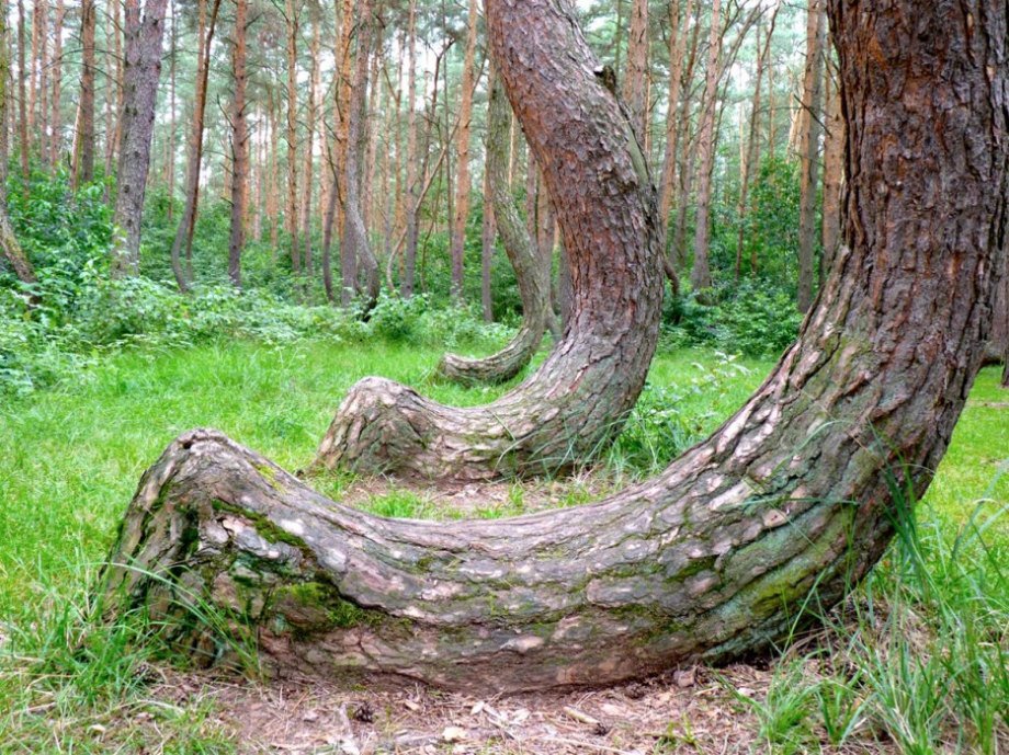 These trees in Gryfino, Poland were planted in the 1930s. However, other than that not much is known as to why these trees grow the way they do.