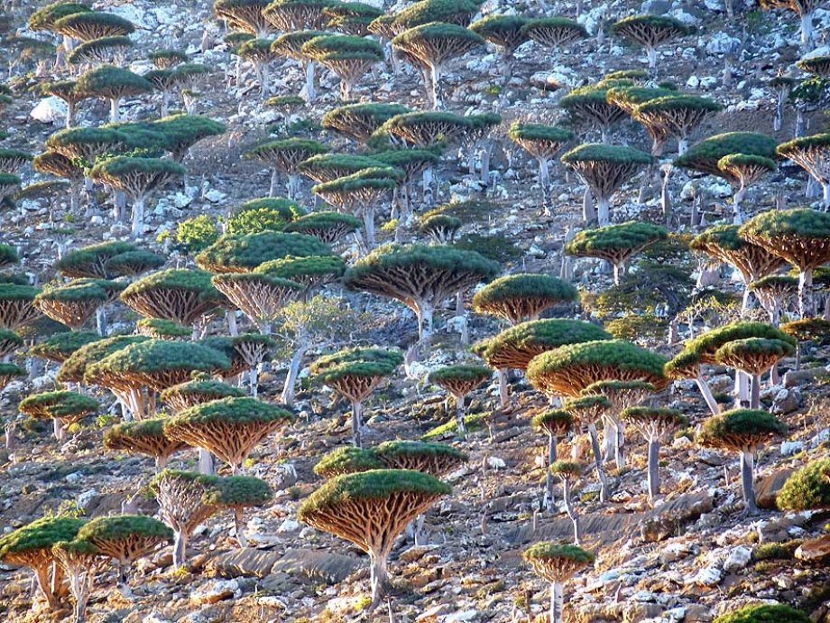 Dragons Blood Forest, Socotra Island