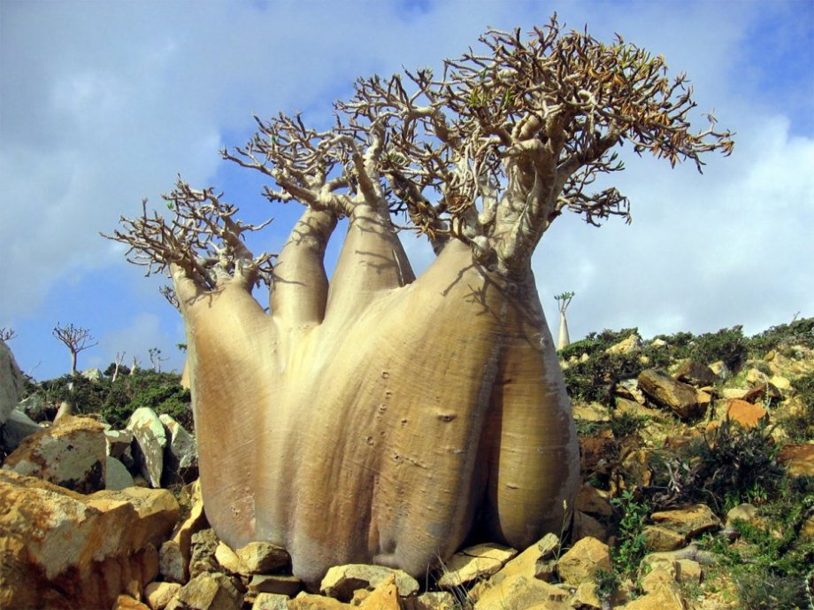 They call Socotra Island the most alien landscape on the planet, and its easy to see why. Between the bizarrely flat-topped Dragons Blood Trees, and the chubby Cucumber Trees, its clear that plants are incredibly diverse on this island off the coast of Yemen.