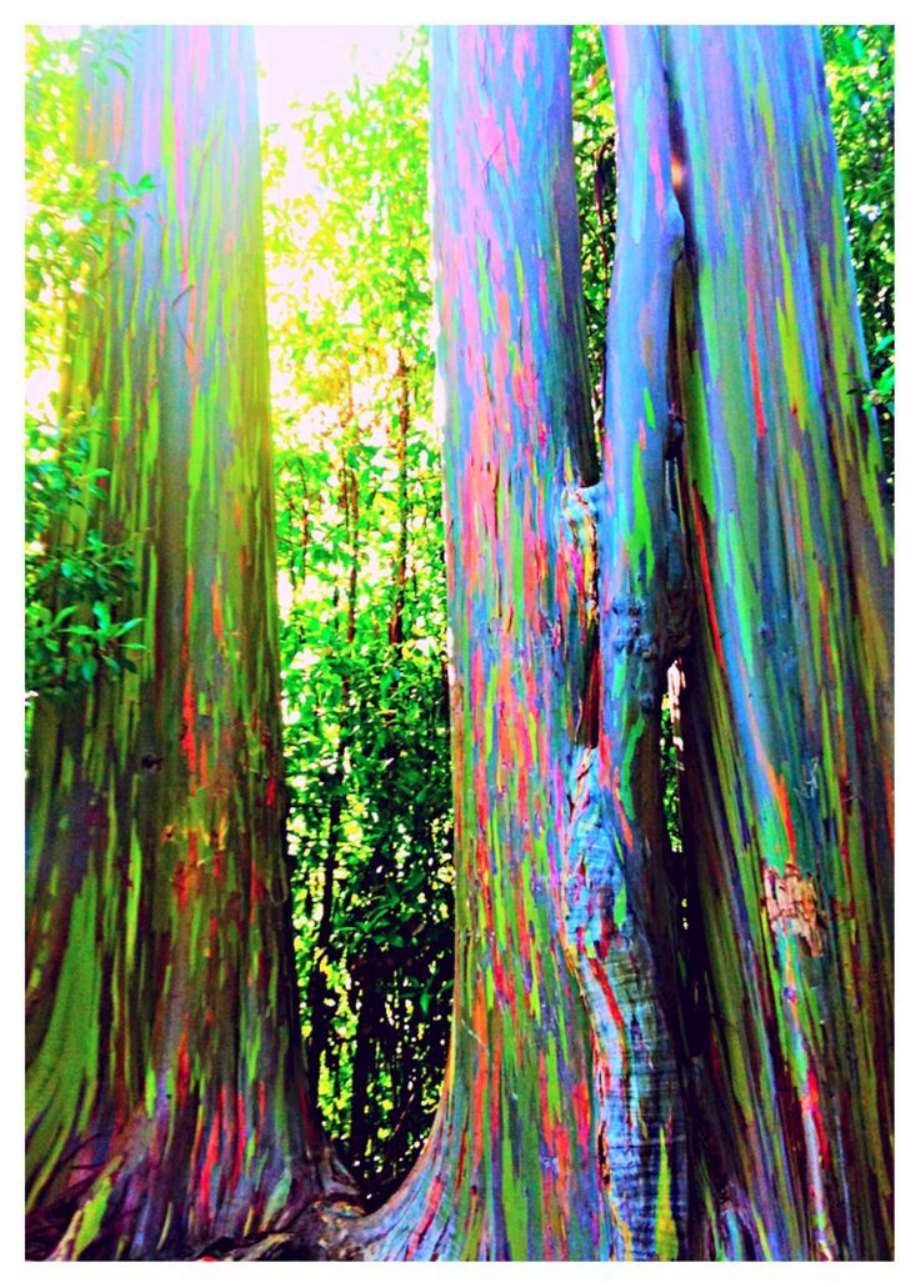 Rainbow Eucalyptus Forest, Maui