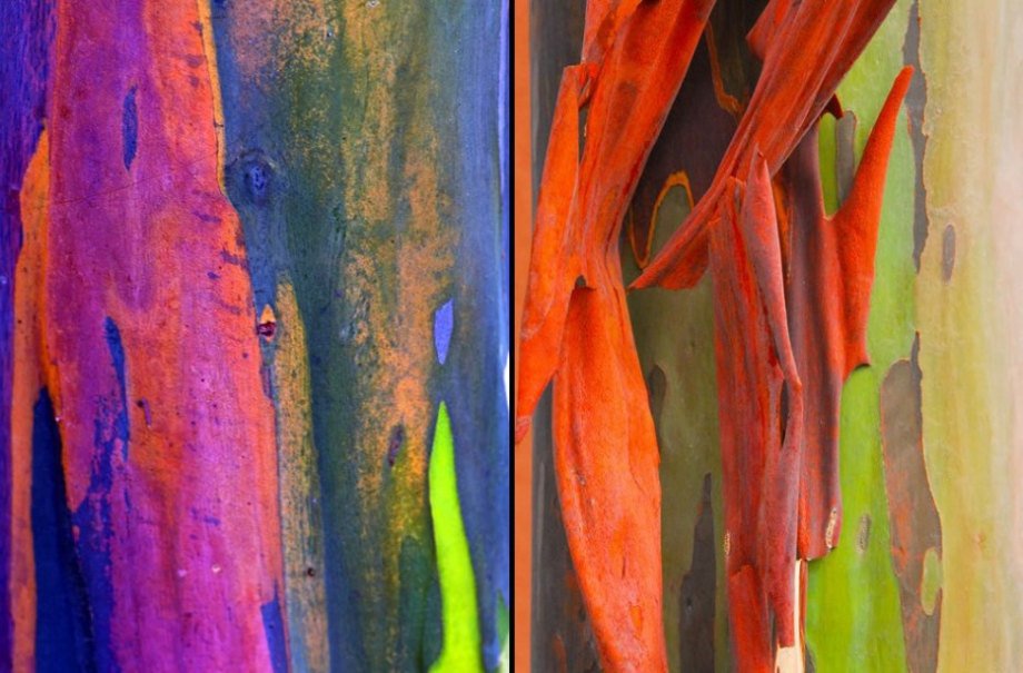 The Rainbow Eucalyptus is found in patches throughout the Northern Hemisphere. However, unlike any other tree in the world, the Rainbow Eucalyptus bark undergoes a spectacular array of color changes as it ages. Then it is shed, and the process starts over.