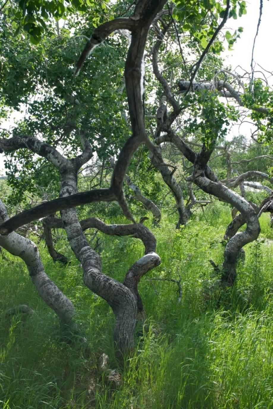 Strangest Looking Forests On The Planet