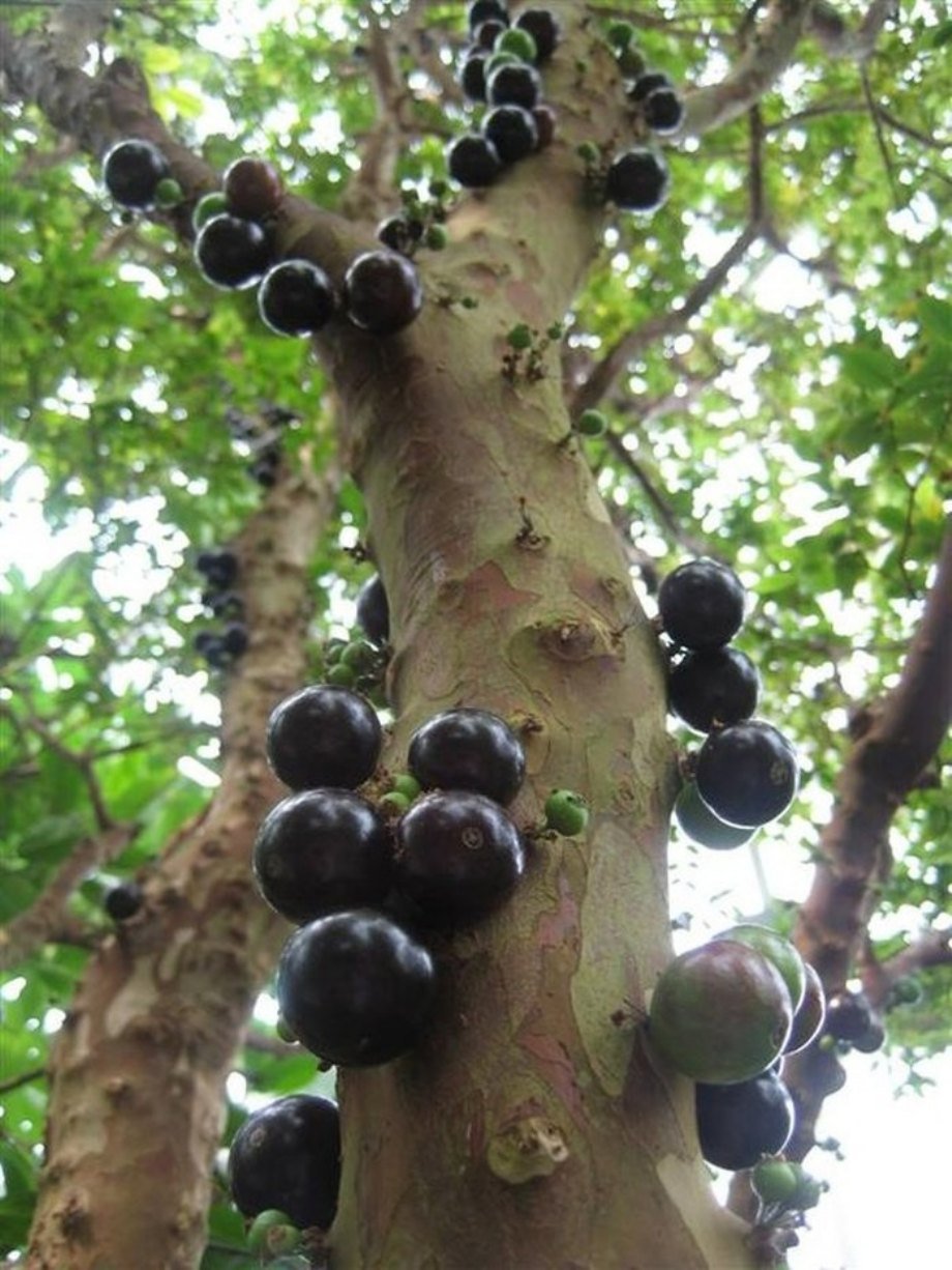 The Jabuticaba, also referred to as Brazilian Grape Trees, grow these creepy looking berries along the entirety of their trunks. The purple and white fleshy fruit is harvested and eaten raw, or made into drinks and preserves.