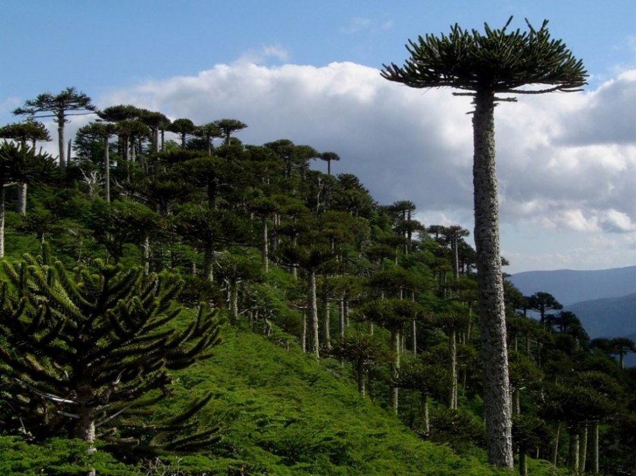 Monkey Puzzle Forest, Chile