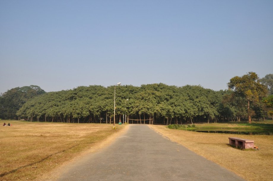The Great Banyan, India. All 3,300 trees of this forest are actually the aerial roots of one single 250 year old Banyan tree. Perhaps more amazing still, the main trunk of the massive tree was removed in 1925, but the remains of the tree somehow live on, sprawling today over an area of 4 acres.