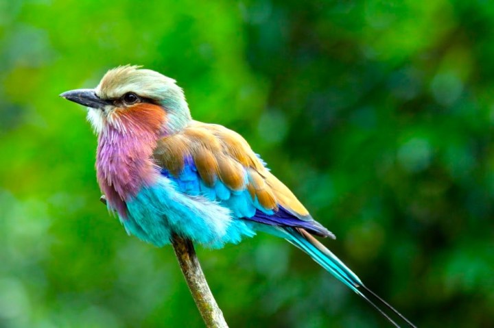 Lilac-Breasted Roller: They are the national bird of both Kenya and Botswana and are often considered one of the most beautiful birds in the world because of their pastel feathers.
