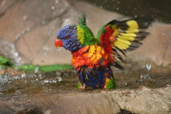 Rainbow Lorikeet: The coloring makes these birds unmistakable. They may be Australian natives, but are commonly kept as pets around the world.