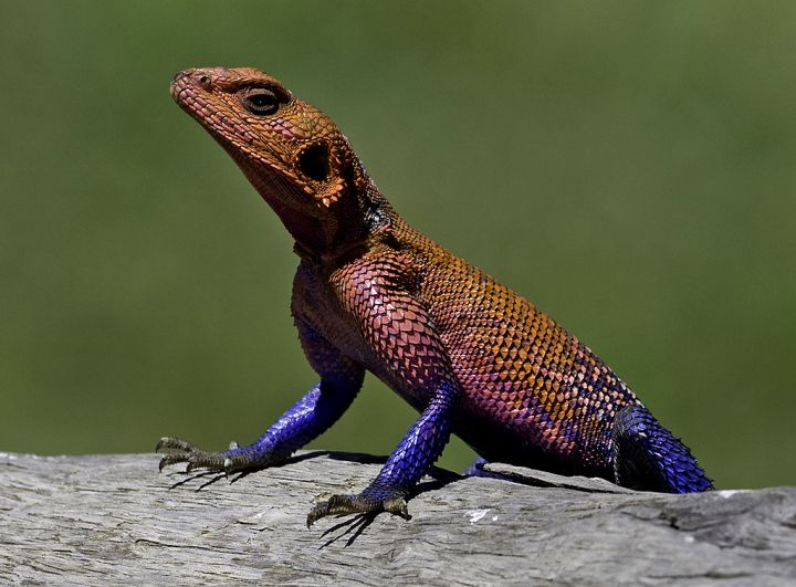 Agama Lizard: These lizards live in small groups and the dominant male gets to sunbathe in the highest spot looking over the others.
