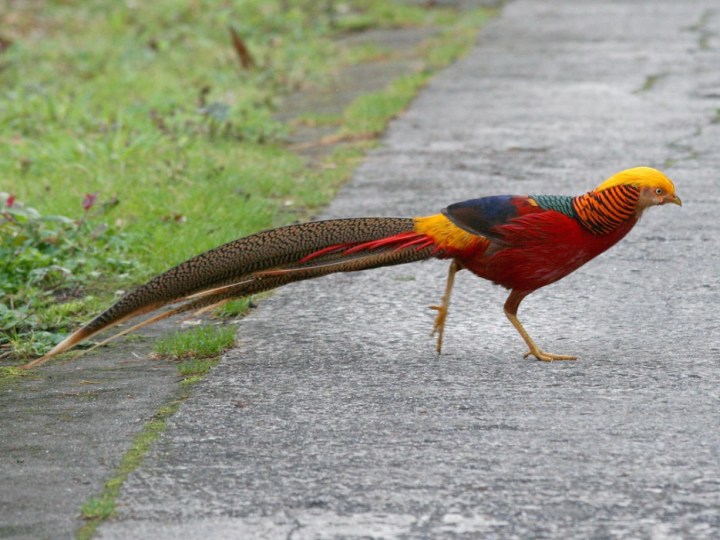 Golden Pheasant: An adult male can be up to 40 inches long, although two-thirds of that is due to the long tail.