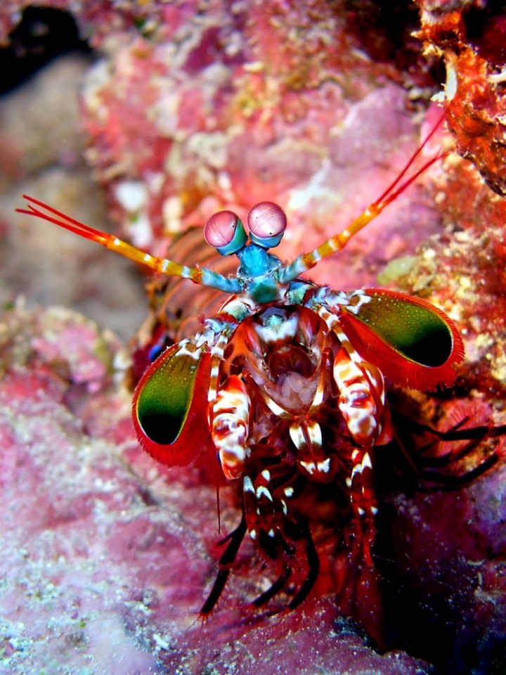 Peacock Mantis Shrimp: The mantis shrimp has the fastest punch in the animal kingdom. Its appendages can reach the same speed as a bullet and can cut a human finger down to the bone.