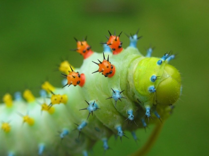 Cecropia Moth Caterpillar: This caterpillar will turn into the largest moth in North America.