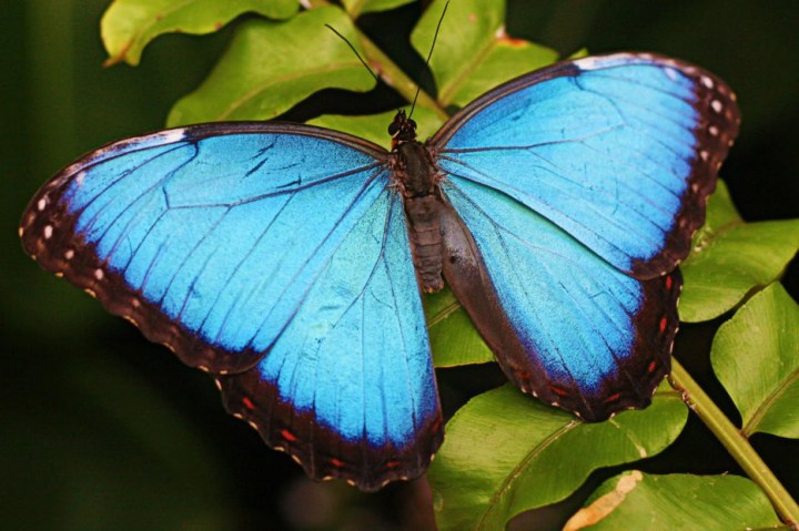 Blue Morpho: With a wingspan up to 8 inches, the blue morpho is one of the largest butterflies. The underside of its wings are a dull brown color to provide camouflage when closed.