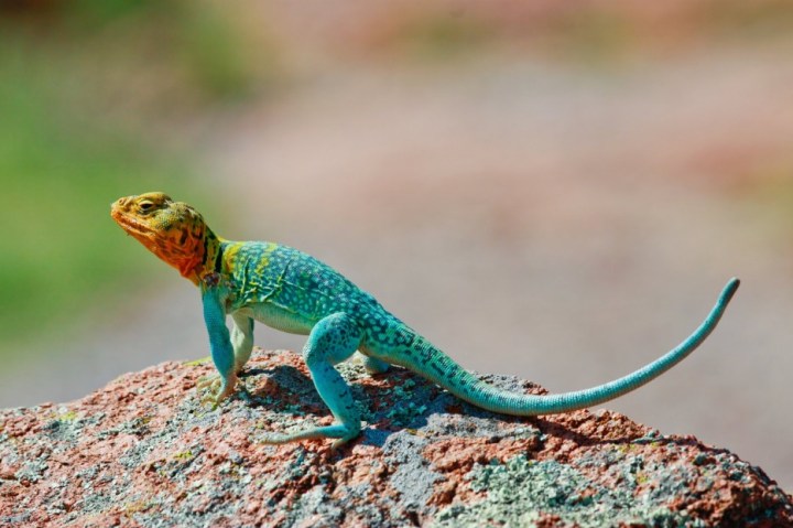 Collared Lizard: They are one of a few lizard species that can run using only their hind legs.