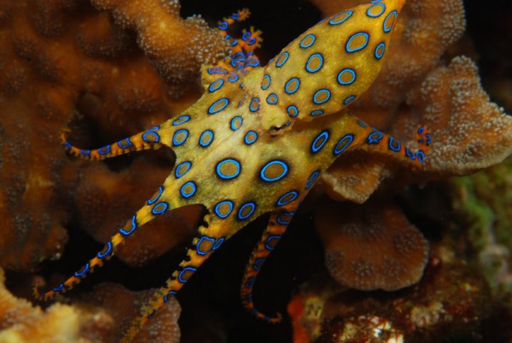 Blue-Ringed Octopus: This little octopus may be only 8 inches long, but it is very deadly. Its toxic bite can paralyze and kill a human in minutes.