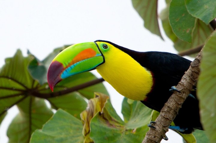 Keel-Billed Toucan: The long, colorful bill is around one-third of the total length of these toucans and its bright colors are why they are also known as rainbow-billed toucans.