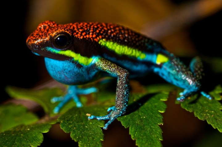 Poison Dart Frog: There are more than 100 different poison dart frog species all with bright colors to warn predators of their toxicity.