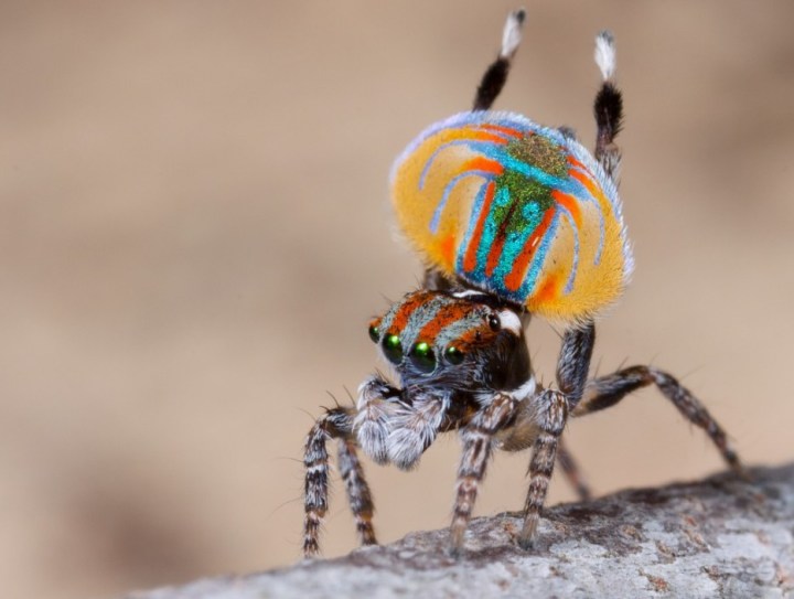 Peacock Spider: These little jumping spiders are so tiny that they can fit on your fingernail. The males use their bright coloring to attract females.