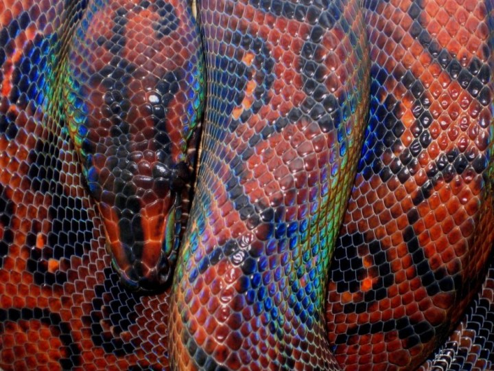 Rainbow Boa: These snakes have microscopic ridges on their scales which act like prisms to refract light into rainbows.