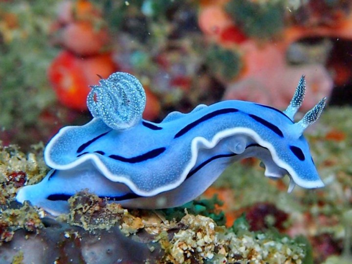 Loch's Chromodoris: Most people refer to these as sea slugs, but they are actually part of the nudibranch group. They are hermaphrodites, but cant fertilize themselves.