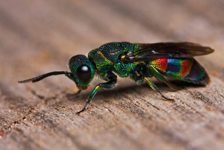 Cuckoo Wasp: The food-stealing behavior of some of the 3000 different species of cuckoo wasps is similar to the cuckoo bird. This is how the cuckoo wasp got its name.