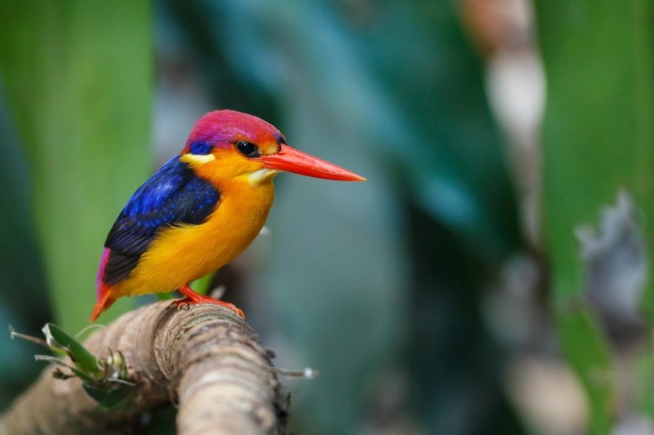 Oriental Dwarf Kingfisher: This small predator hunts by perching over the water and diving in after its prey at speeds of 25 mph.