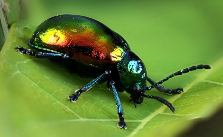 Dogbane Leaf Beetle: The beetle is named after the Dogbane plant that it eats and lays its eggs on. However, the larvae feed off the roots and this ends up killing the plant.