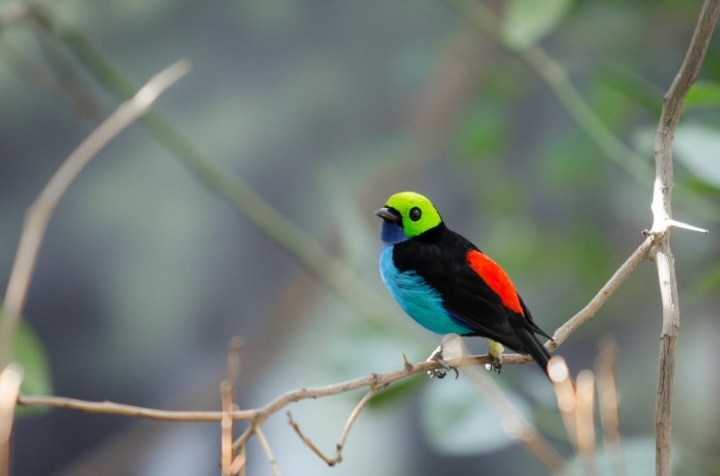 Paradise Tanager: This colorful bird is found throughout the Amazon basin in South America and is known locally by the nickname seven-color.