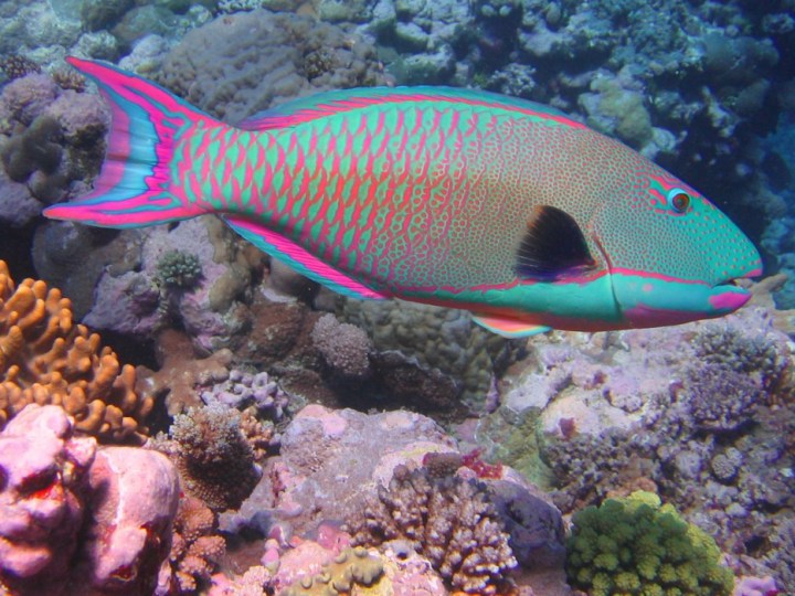 Parrotfish: Parrotfish eat algae from coral reefs and poop out the bits of coral they can't digest as sand. In fact, they are responsible for about 70 of all the tropical beach sand.